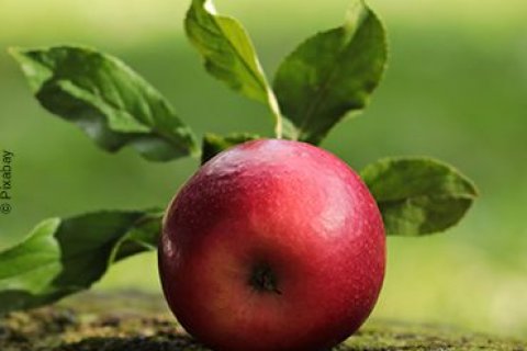 Ein frischgepflückter, roter Apfel auf dem Erdboden liegend